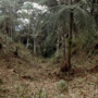 Penemuan Kota yang Hilang di Hutan Amazon