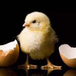 Duluan Ayam atau Telur