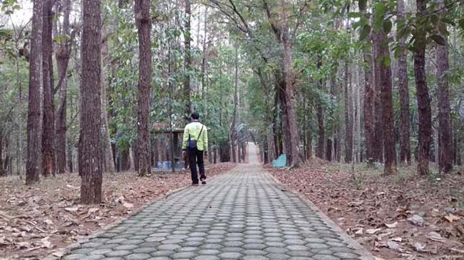 Taman Hutan Pinus PAL X