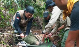 Harimau Sumatera