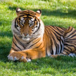 harimau