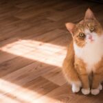 Mengapa Kucing dan Anjing Tidak Akur