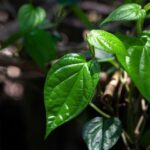 Manfaat Air Daun Sirih