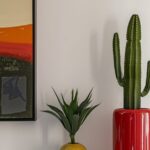 Perawatan Tanaman Kaktus