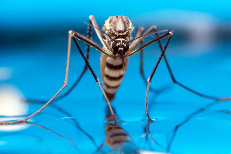 Nyamuk Hidup di Islandia