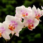 Cara Menanam Anggrek