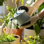 Tanaman Hias untuk Pemula