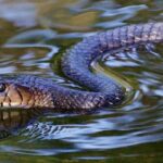 Fakta Menarik Ular Indigo Texas