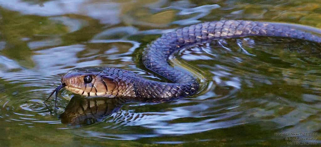 Fakta Menarik Ular Indigo Texas