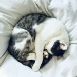 Makna Posisi Tidur Kucing