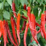 Cara Efektif Mencegah Rontok Buah