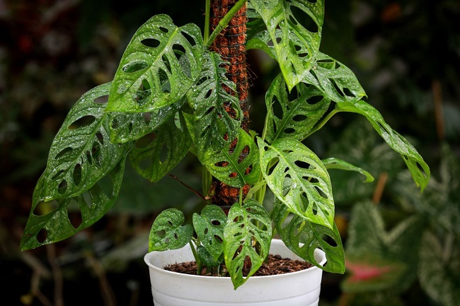 Manfaat Tanaman Janda Bolong