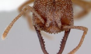 Fakta Menarik Semut Drakula