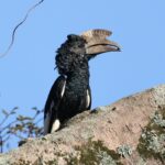 Burung Kasuari Hitam Putih