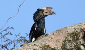 Burung Kasuari Hitam Putih